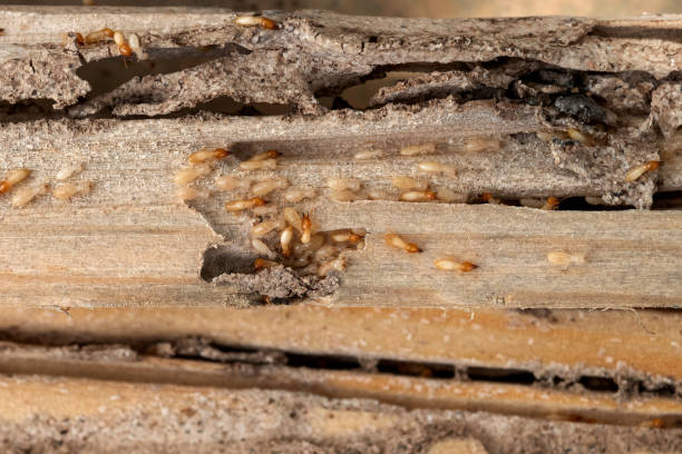Best Cockroach Control Services  in Decatur, IN